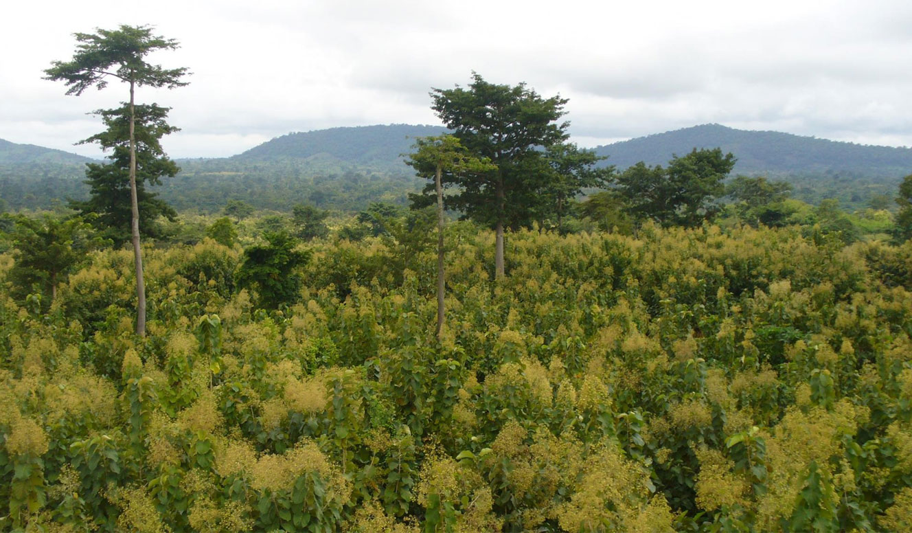 Community Reforestation, Ghana - Carboneutral